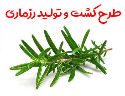 طرح کشت و تولید رزماری